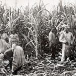 Schwarze Frauen und Männer mit Macheten stehen in Mitten einer Zuckerrohrplantage, die sie gerade abernten. Das Foto ist schwarz-weiß und von 1891.