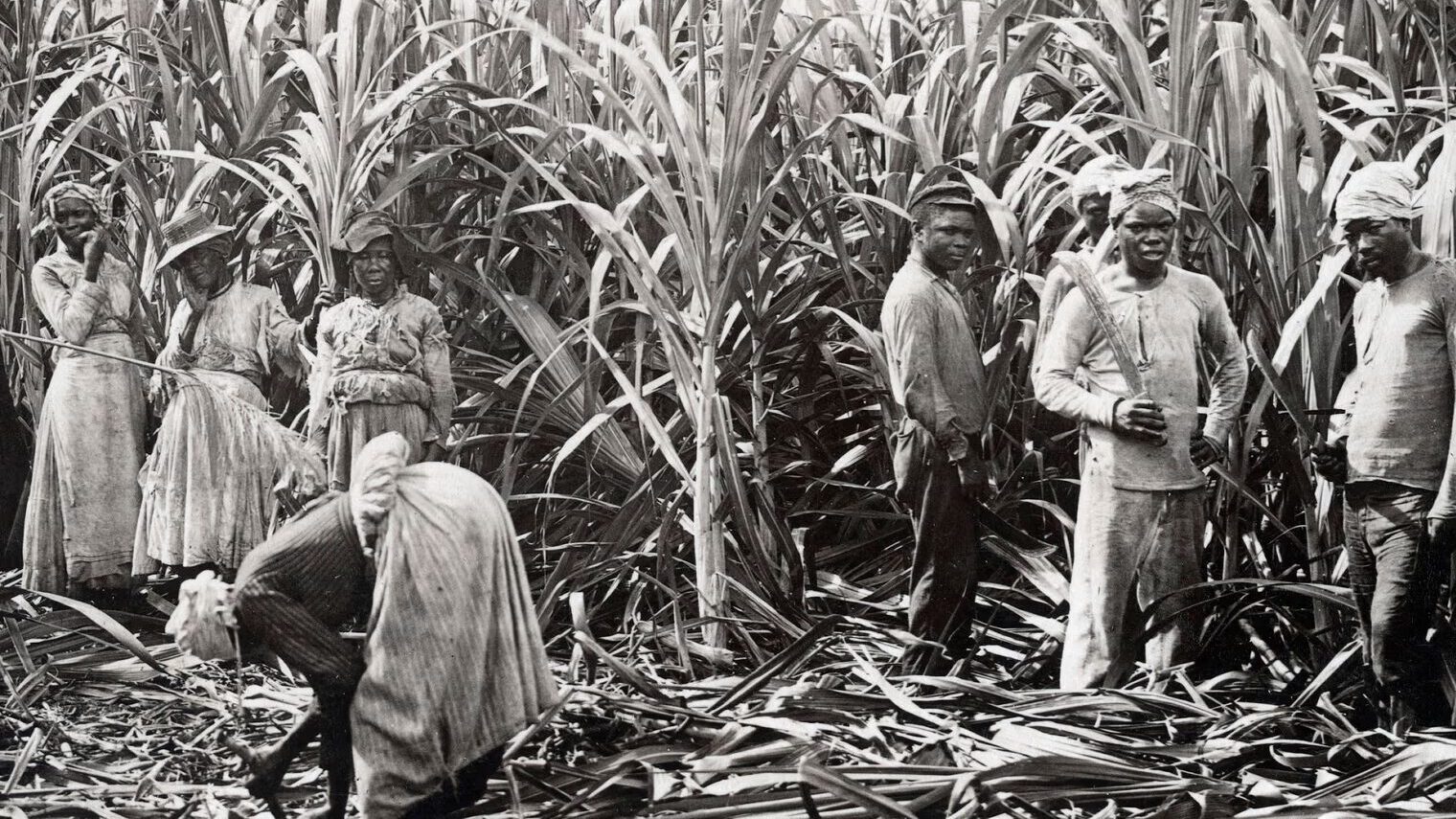 Arbeitende auf Zuckerrohrplantage auf Jamaica, 1891. Foto von William Dobson Valentine. Schwarze Frauen und Männer mit Macheten stehen in Mitten einer Zuckerrohrplantage, die sie gerade abernten. Das Foto ist schwarz-weiß und von 1891.