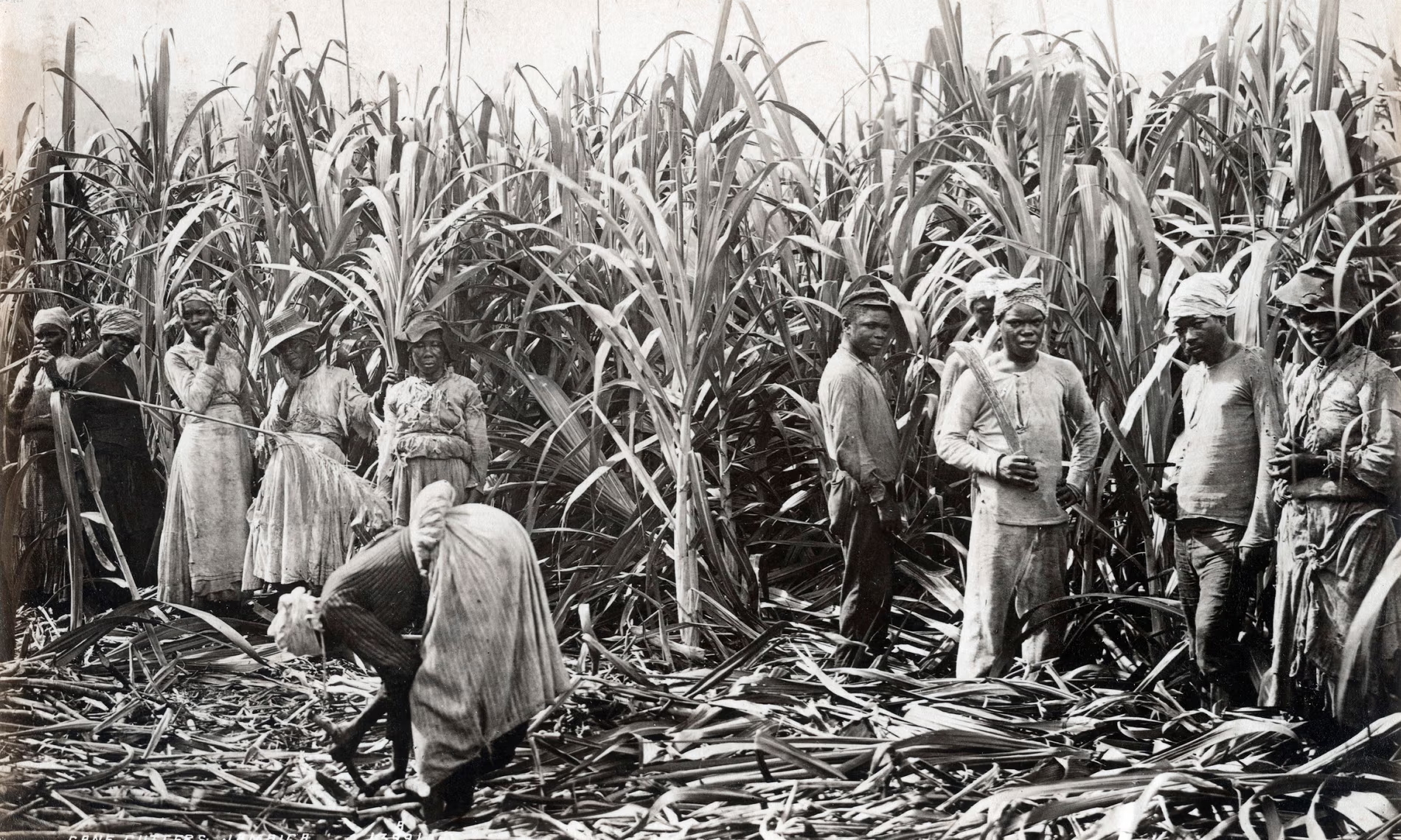 Schwarze Frauen und Männer mit Macheten stehen in Mitten einer Zuckerrohrplantage, die sie gerade abernten. Das Foto ist schwarz-weiß und von 1891.